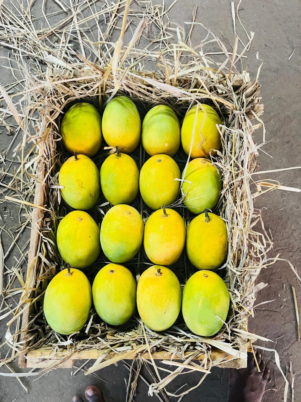 Ratnagiri Hapus 1 doz Box